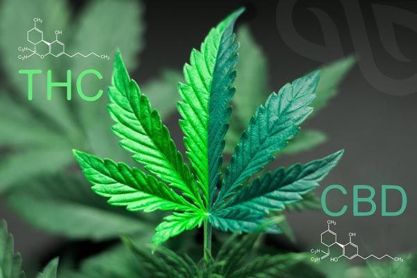 thc vs cbd